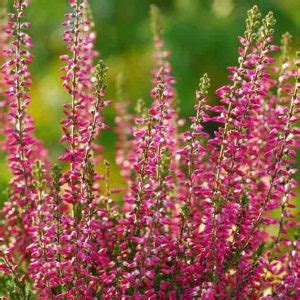 Calluna Vulgaris Spring Torch Heather