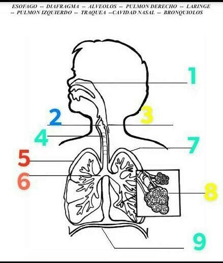 Amigos Me Pueden Ayudar Con Este Deber De Biolog A Por Favor Es Sobre