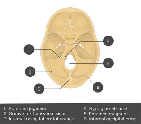 Occipital Bone Labeled Anatomy And Landmarks Getbodysmart