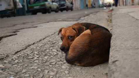 C Mo Pasear A Un Perro Miedoso Consejos Y Trucos Tiles