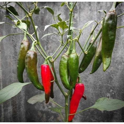 jual bibit cabe tanjung shopee indonesia