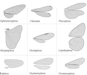 Different Types Of Insect Wings