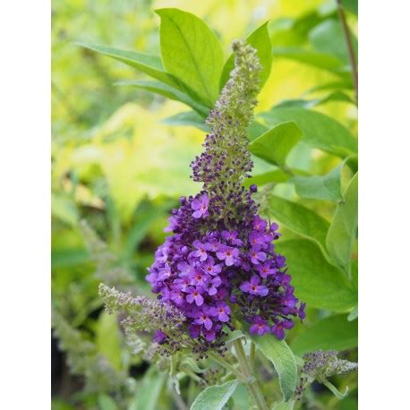 Buddleja Summer Bird Blue P Piniere Brochet Lanvin