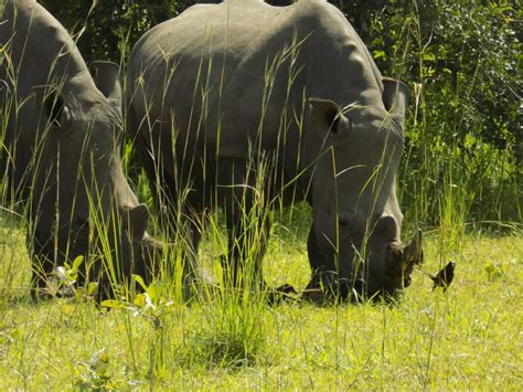 Activities In Ziwa Rhino Sanctuary Uganda Wildlife Tours