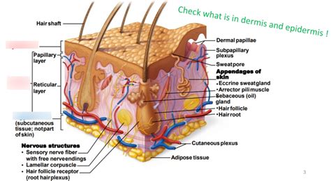 SBI172 The Integumentary System Diagram Quizlet