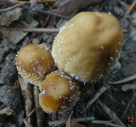 Coprinellus Sect Micacei In December 2023 By Victorianwalker INaturalist