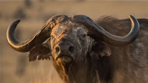 African Buffalo Facts And Photos