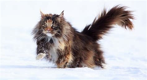 Maine Coon Tierische Tipps Von DAS FUTTERHAUS