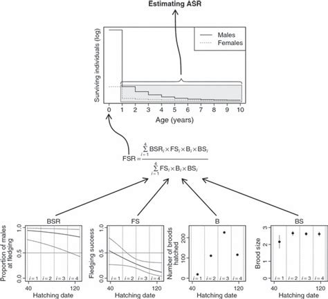 Schematic View Of The Demographic Model Used To Estimate Adult Sex