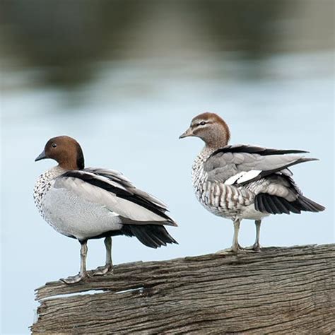 Australian Wood Duck | About Tasmania