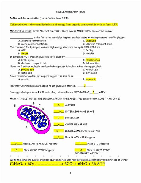 Cellular Respiration Overview Worksheets Answer Key