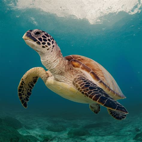 Download Ai Generated Sea Turtle Turtle Royalty Free Stock