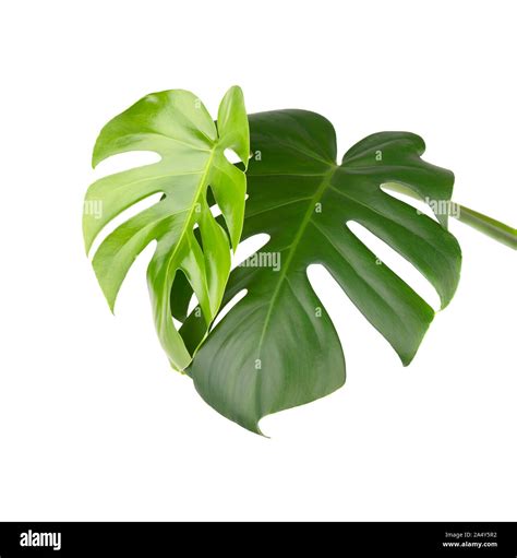 Tropical Jungle Monstera Leaves Isolated Swiss Cheese Plant Isolated On White Background Stock