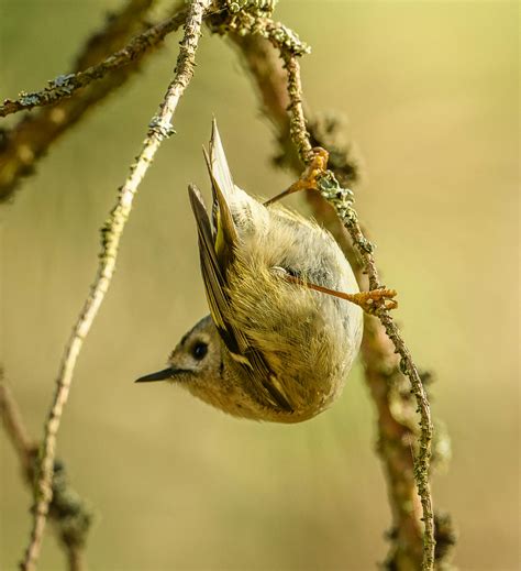 Goldcrest Bird Photos, Download The BEST Free Goldcrest Bird Stock ...