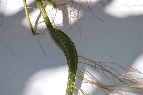 Selenicereus Grandiflorus Epiphytic Cacti