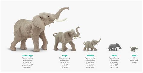 Elephant Life Cycle Diagram