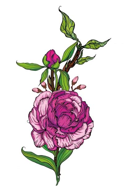 Premium Vector Beautiful Handmade Bouquet Of Pink Peonies Illustration