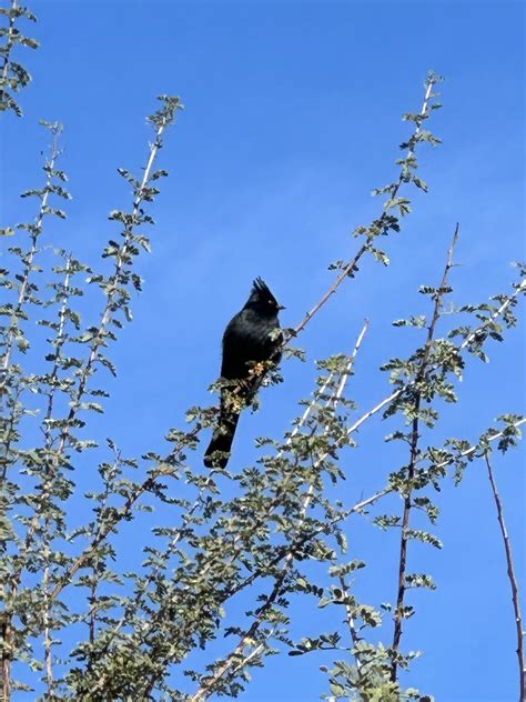 What’s this? Mecca, California : r/whatsthisbird