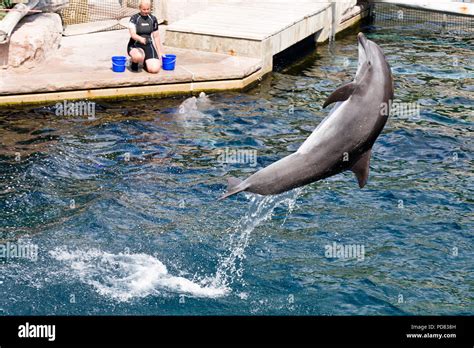 Delfini Show Akvarium A Delfinárium Zoo Norimberk Německo Dolphin