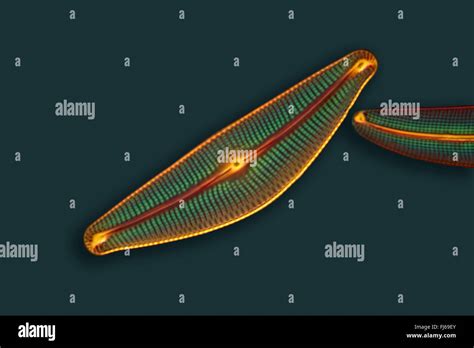 Diatom Diatomeae Phase Contrast Microscopy Stock Photo Alamy