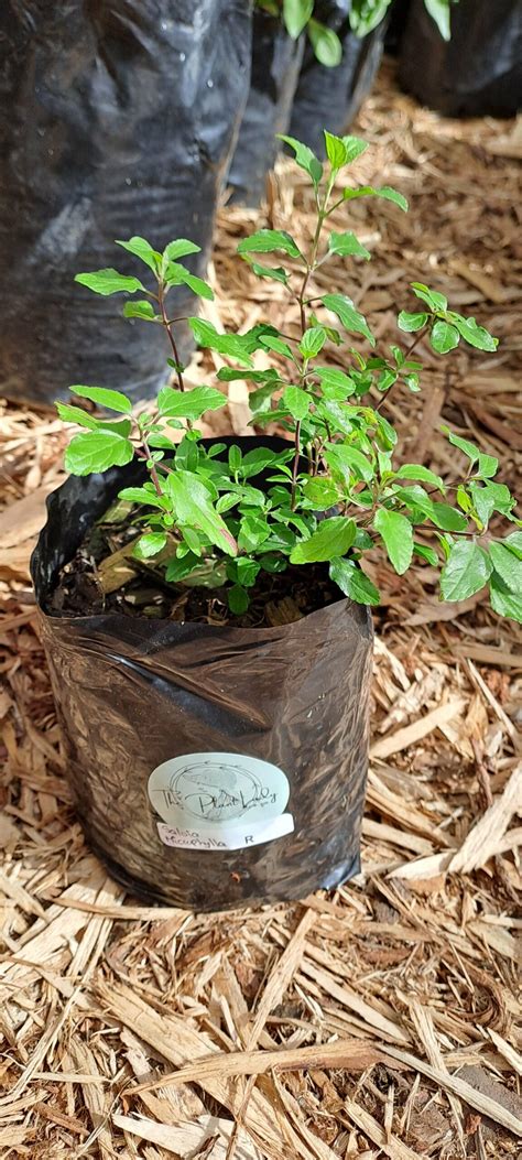 Salvia Hot Lips The Plant Lady