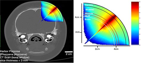 Frontiers Functional Near Infrared Spectroscopy And Its Clinical