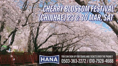 View Event :: Cherry Blossom Festival (Chinhae) :: Daegu :: US Army MWR