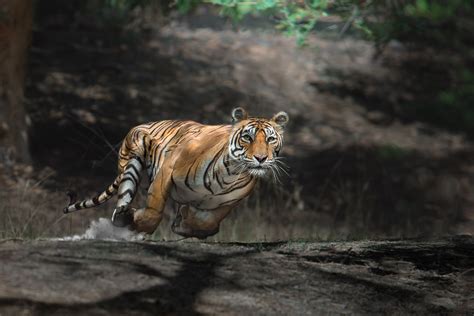 Nature and Wildlife Photography in India | Thomas Vijayan