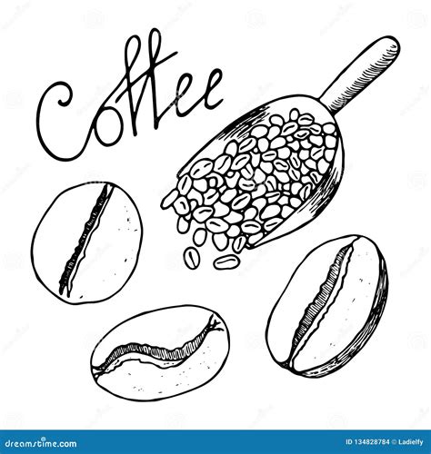 Coffee Beans And Scoop Full Of Them Contour Hand Drawn Sketch Vector