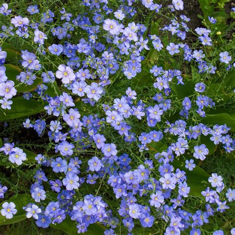 Linum perenne Saphir Lin vivace aux fleurs bleu ciel très florifère