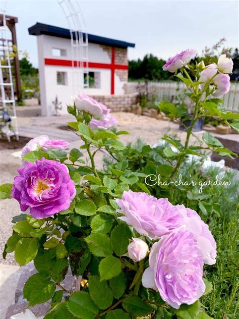 Purple Flowers Blooming In Front Of A White House