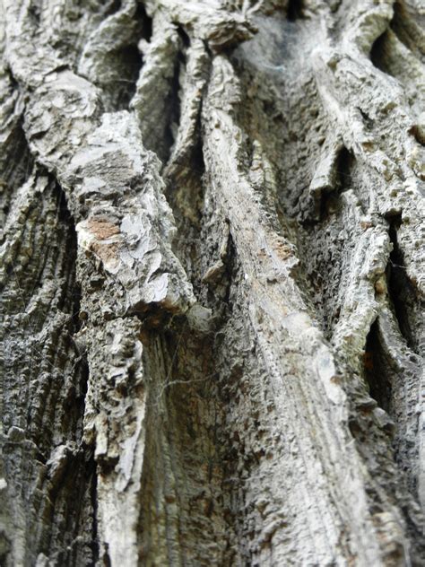 Fotos Gratis Naturaleza Rama Madera Textura Hoja Flor El