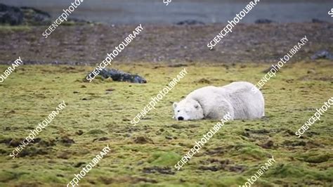 Polar Bear Lying On Grass Arctic Stock Video Clip K0080226