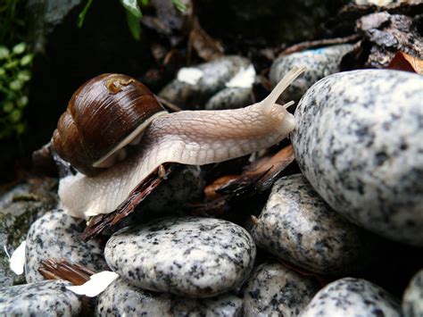 Fotos Gratis Lluvia Mojado Fauna Silvestre Biología Reptil Cerca