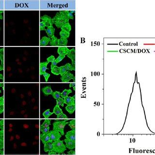 Typical Clsm Microimages A And Fcm Determinations B Of Renca