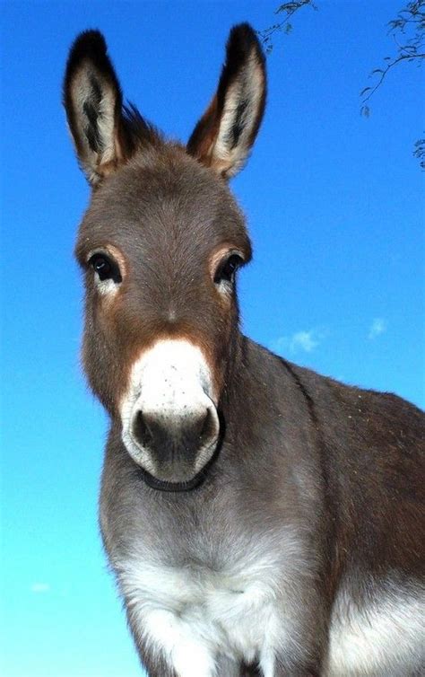 What A Face Cute Donkey Animals Beautiful Baby Animals