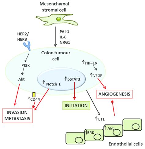 Molecular Mechanisms Of Msc Mediated Induction Of Colon Tumour Cell