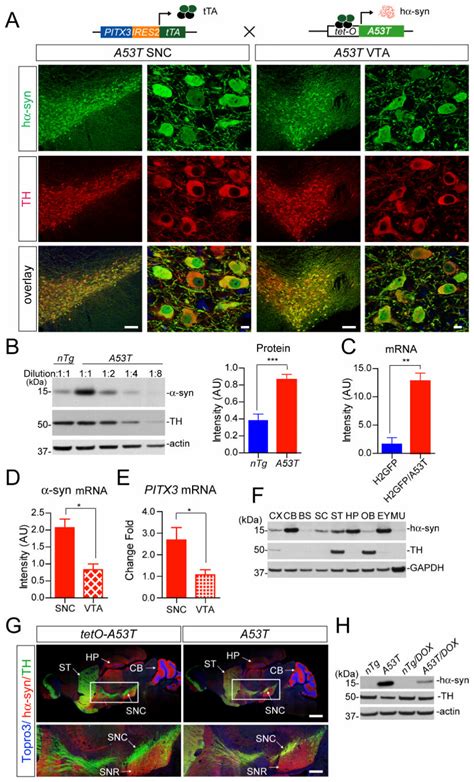 Target Expression Of Pd Related Human A53t α Syn In Mda Neurons