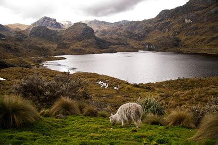 El Cajas National Park