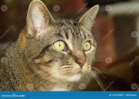 Retrato De Um Gato Do Mato Surpreso Olhos Amarelos Imagem De Stock