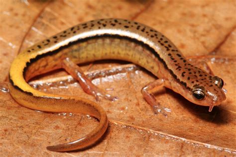 Southern Two Lined Salamander