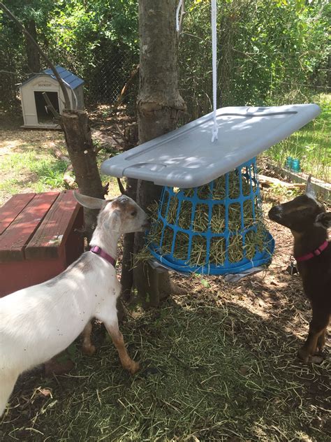 Hanging DIY goat hay feeder | Goat hay feeder, Goats, Hay feeder