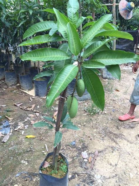 Tip Tanam Pokok Mangga Dalam Pasu Pilih Benih Ini Supaya Senang Berbuah