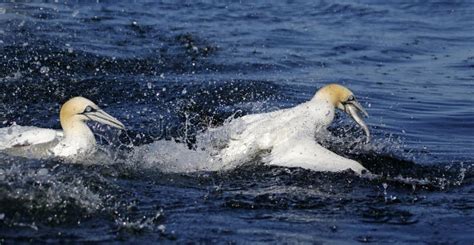 218 Northern Gannet Diving Stock Photos - Free & Royalty-Free Stock Photos from Dreamstime