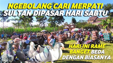 Ngebolang Cari Merpati Sultan Dipasar Hari Sabtu Hari Ini Rame