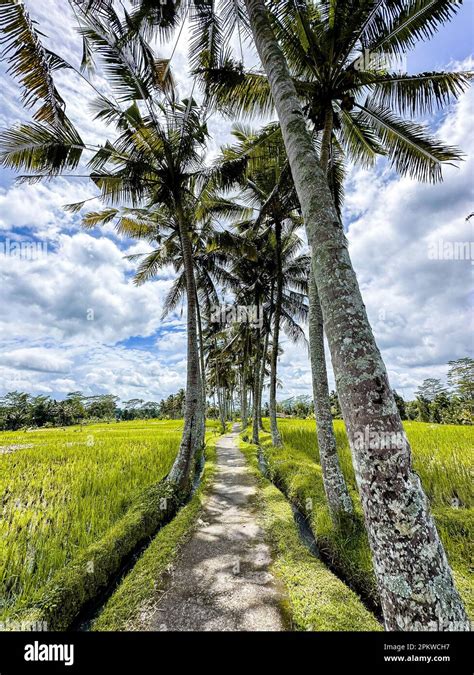 Desa Mancingan Rice Field In Gianyar Regency Bali Indonesia Stock