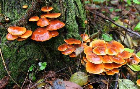 Velvet Foot Fungi And Lichens Of Mississippi Biodiversity All