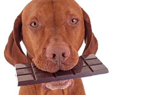 5 Alimentos Tóxicos Para Los Perros