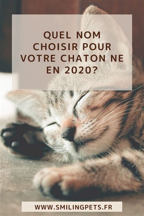 Noms De Chat En R En Noms De Chat Chat Femelle Chat