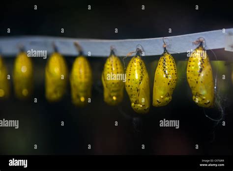 Pupae Hi Res Stock Photography And Images Alamy